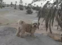 كانيش ذكر للبيع لي بغاه مرحبا