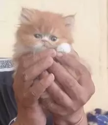 قطة انثي شيرازي للبيع
