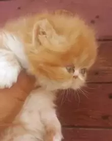 قطة انثي شيرازي للبيع