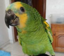 للبيع amazon parrot