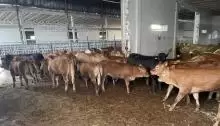 بيع جميع انواع الابقار