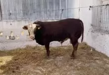 بيع جميع انواع الابقار