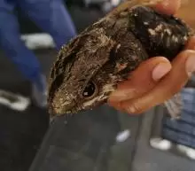 طير ابابيل للبيع