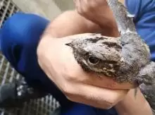 طير ابابيل للبيع