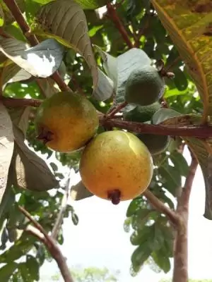 اشجار متمرة