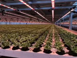 خبير زراعي – مدير مشاريع ومزارع حديث في أنظمة Hydroponics وVertical Farming | باحث عن عمل