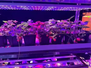 خبير زراعي – مدير مشاريع ومزارع حديث في أنظمة Hydroponics وVertical Farming | باحث عن عمل