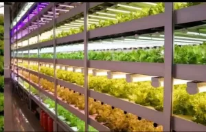 خبير زراعي – مدير مشاريع ومزارع حديث في أنظمة Hydroponics وVertical Farming | باحث عن عمل