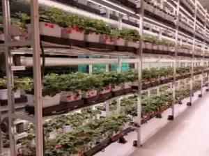 خبير زراعي – مدير مشاريع ومزارع حديث في أنظمة Hydroponics وVertical Farming | باحث عن عمل