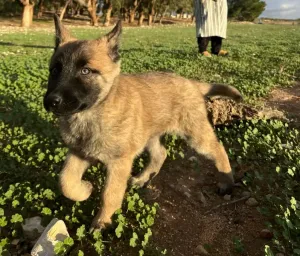 كلب بيرجي و شاوشاو