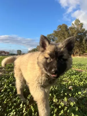 كلب بيرجي و شاوشاو