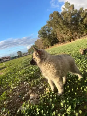 كلب بيرجي و شاوشاو