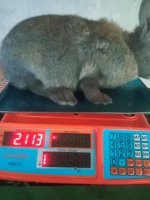 ارانب للبيع سلالات مختلفة