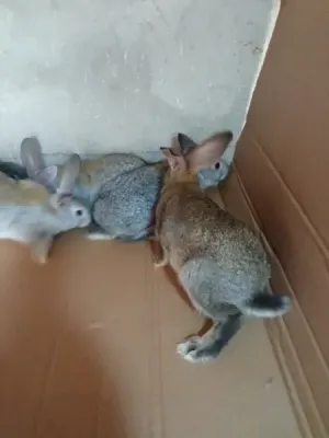 ارانب للبيع سلالات مختلفة