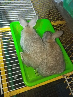 ارانب للبيع سلالات مختلفة