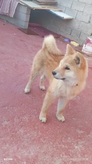 كلب الأكيتا اليباني أنثى 4شهور