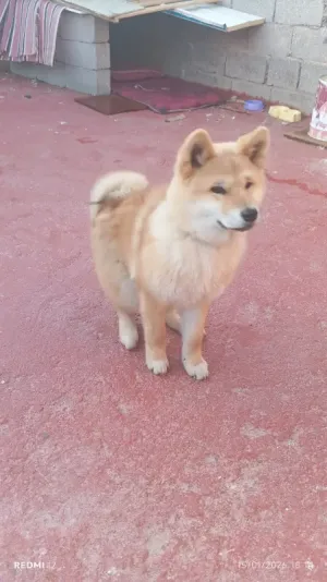 كلب الأكيتا اليباني أنثى 4شهور
