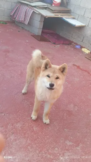 كلب الأكيتا اليباني أنثى 4شهور