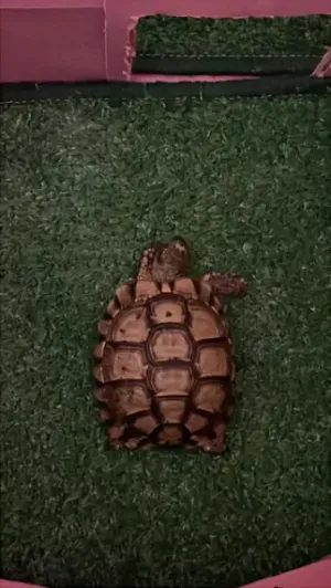 Tortue à adopter